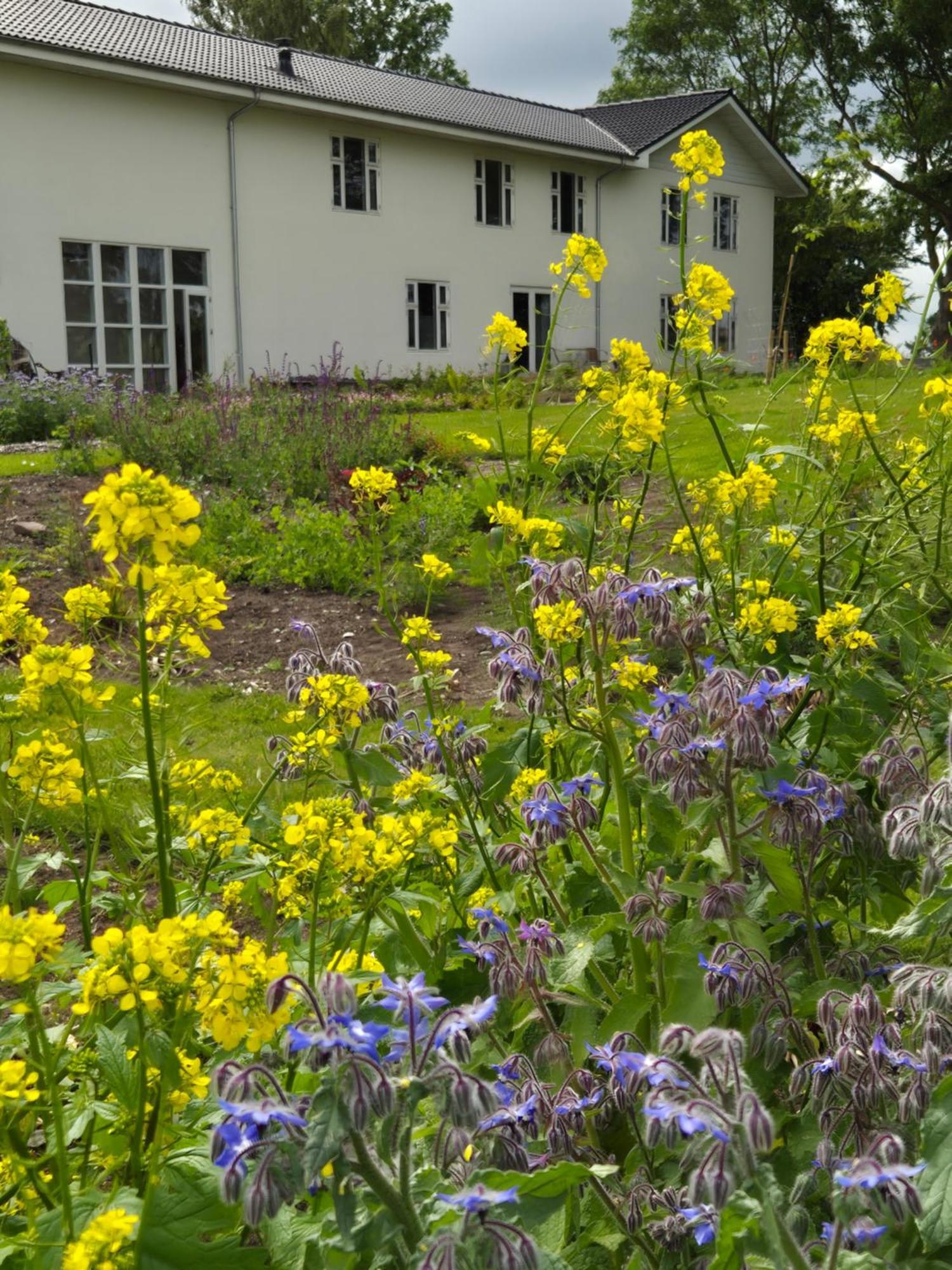 Mols Bed & Breakfast Knebel Eksteriør billede